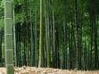 Australian Bamboo Grass